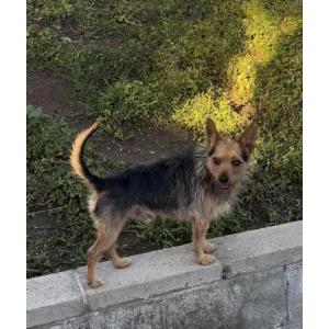 Image of Bucks, Lost Dog