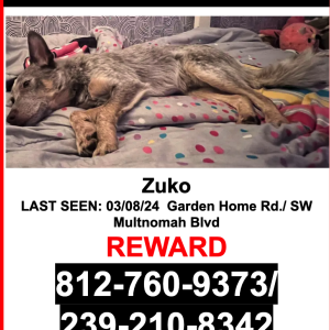 Lost Dog Zuko