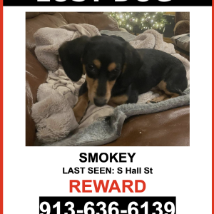 Image of Smokey, Lost Dog