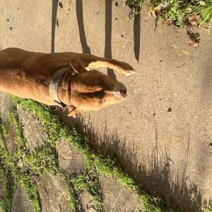 Lost Dog Titus