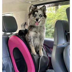 Lost Dog Lala