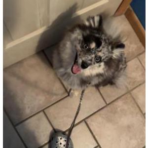 2nd Image of Lala, Lost Dog