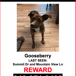 Lost Dog Gooseberry