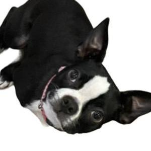 Lost Dog Coco