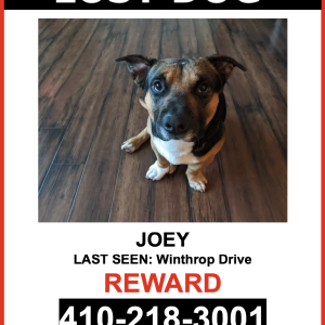 Lost Dog Joey