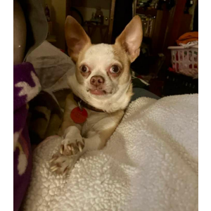 Lost Dog Rocco