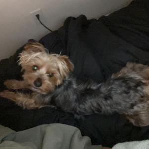 Lost Dog Precious