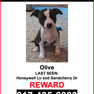 Lost Dog Olive
