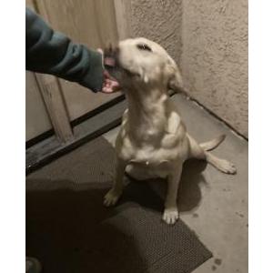 Lost Dog Layla