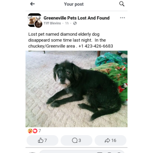 Lost Dog Diamond