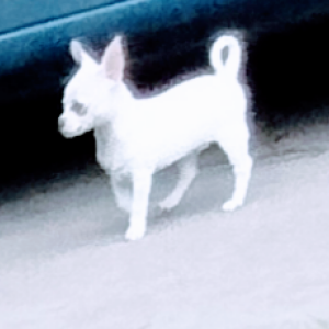 Image of Baby, Lost Dog