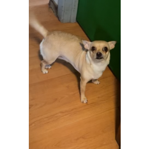 Image of Princess, Lost Dog