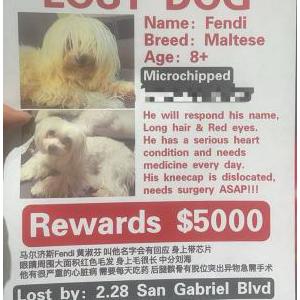 Lost Dog fendi