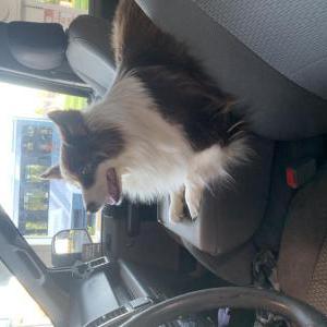 Lost Dog Sofie