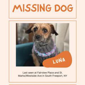 Image of Luna, Lost Dog