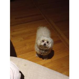 Lost Dog Natsu