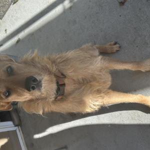 Found Dog ?????????????