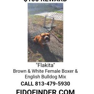 Image of Flakita, Lost Dog