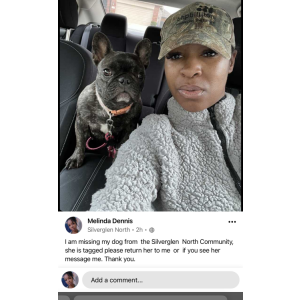 Lost Dog Hershey Dennis