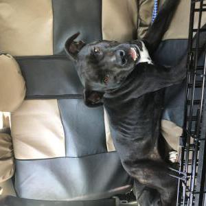 Found Dog Unknown