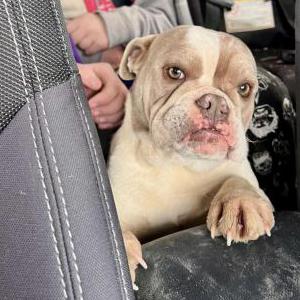 Found Dog Unknown