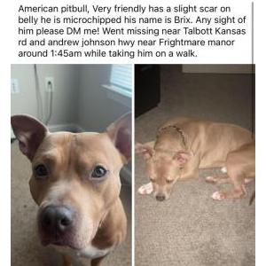 Lost Dog Brix
