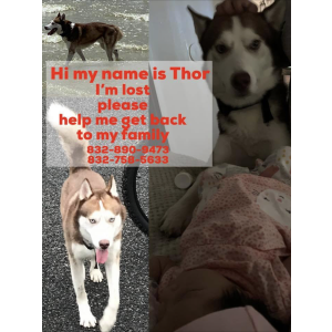 Lost Dog Thor