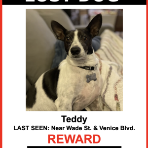 Lost Dog Teddy