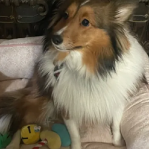 Image of Mia, Lost Dog