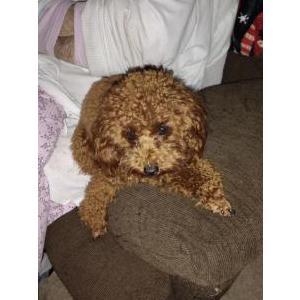Lost Dog Marley
