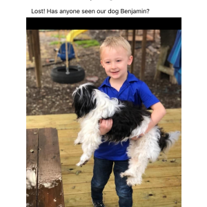 Lost Dog Benjamin