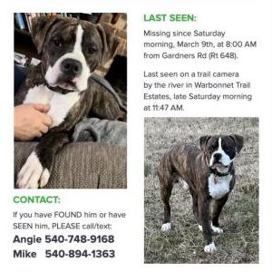 Lost Dog Jake