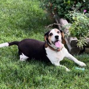Lost Dog Bee