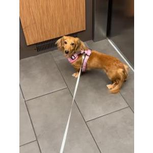 Lost Dog Penelope