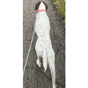 Lost Dog Briar