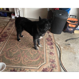 Image of found black chow, Found Dog