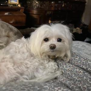 Lost Dog Twinkle