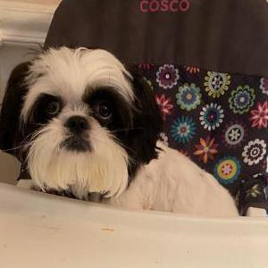 Lost Dog Cookie