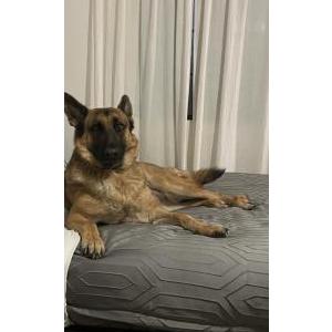 Image of Bella, Lost Dog