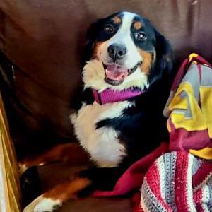 Lost Dog Dakota
