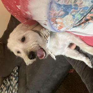 Lost Dog Ace