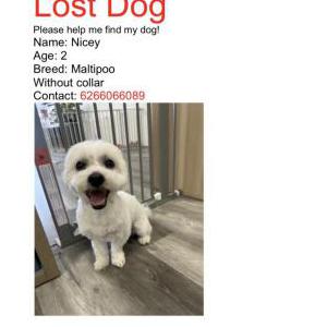 Image of Nicey, Lost Dog