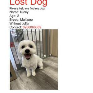 Lost Dog Nicey