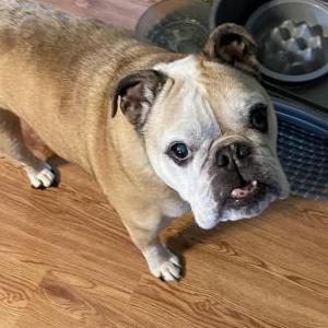Lost Dog Phoebe