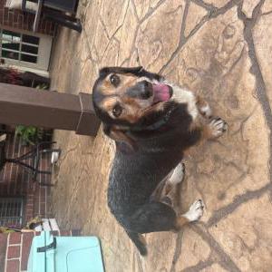 Found Dog unknown