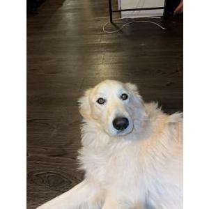 Image of Snow, Lost Dog