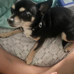 Lost Dog Samoa