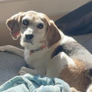 Lost Dog Rocket