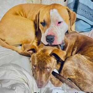 Lost Dog Clyde and chance