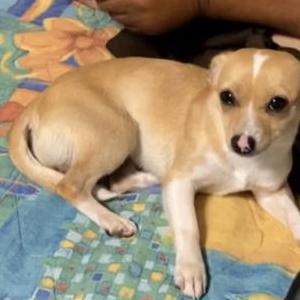 Lost Dog Nesley
